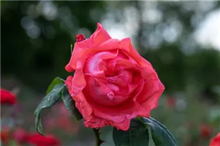 Strauchrose 'Delbard' - Rosa 'Delbard' Strauchrose 'Delbard' - Rosa 'Delbard'