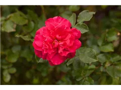 Strauchrose 'Europa-Rosarium Sangerhausen' - Rosa 'Europa-Rosarium Sangerhausen' Strauchrose 'Europa-Rosarium Sangerhausen' - Rosa 'Europa-Rosarium Sangerhausen'