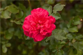 Strauchrose 'Europa-Rosarium Sangerhausen' - Rosa 'Europa-Rosarium Sangerhausen' Strauchrose 'Europa-Rosarium Sangerhausen' - Rosa 'Europa-Rosarium Sangerhausen'