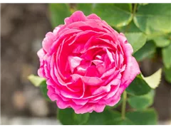  - Rosa 'Duchess of Connaught'