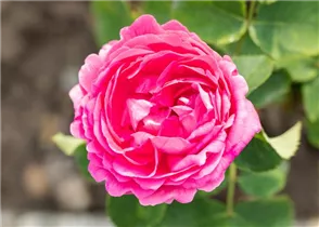  - Rosa 'Duchess of Connaught'