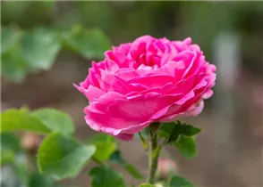  - Rosa 'Duchess of Connaught'