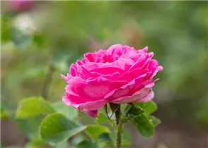  - Rosa 'Duchess of Connaught'