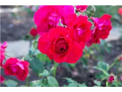 Strauchrose 'Dusky Maiden' - Rosa 'Dusky Maiden' Strauchrose 'Dusky Maiden' - Rosa 'Dusky Maiden'