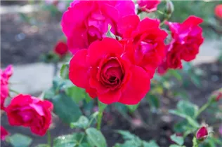 Strauchrose 'Dusky Maiden' - Rosa 'Dusky Maiden' Strauchrose 'Dusky Maiden' - Rosa 'Dusky Maiden'