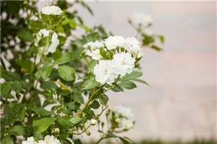 Kletterrose 'Guirlande d'Amour'® - Rosa 'Guirlande d´Amour'® Kletterrose 'Guirlande d'Amour'® - Rosa 'Guirlande d´Amour'®