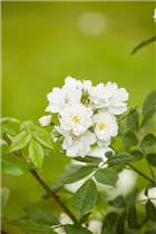 Kletterrose 'Guirlande d'Amour'® - Rosa 'Guirlande d´Amour'® Kletterrose 'Guirlande d'Amour'® - Rosa 'Guirlande d´Amour'®