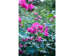 Strauchrose 'Hanseat' - Rosa 'Hanseat' Strauchrose 'Hanseat' - Rosa 'Hanseat'