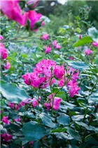Strauchrose 'Hanseat' - Rosa 'Hanseat' Strauchrose 'Hanseat' - Rosa 'Hanseat'