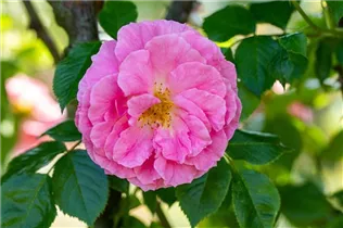  - Rosa gallica
