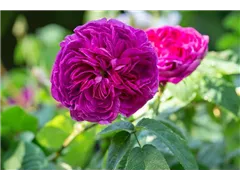  - Rosa gallica 'Charles de Mills'