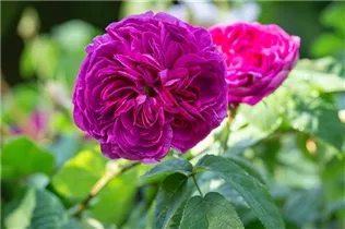  - Rosa gallica 'Charles de Mills'