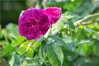  - Rosa gallica 'Charles de Mills'