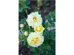 - Rosa 'Honigmond'  - Rosa 'Honigmond'