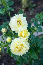 - Rosa 'Honigmond'  - Rosa 'Honigmond'