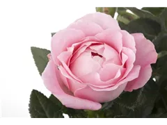 Minirose 'Infinity' - Rosa 'Infinity' Minirose 'Infinity' - Rosa 'Infinity'