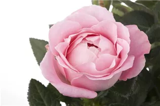 Minirose 'Infinity' - Rosa 'Infinity' Minirose 'Infinity' - Rosa 'Infinity'