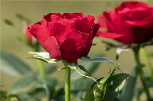 Minirose 'Infinity' - Rosa 'Infinity' Minirose 'Infinity' - Rosa 'Infinity'