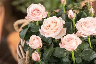 Minirose 'Infinity' - Rosa 'Infinity' Minirose 'Infinity' - Rosa 'Infinity'