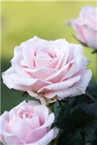 Minirose 'Infinity' - Rosa 'Infinity' Minirose 'Infinity' - Rosa 'Infinity'