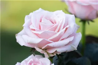 Minirose 'Infinity' - Rosa 'Infinity' Minirose 'Infinity' - Rosa 'Infinity'