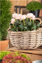 Minirose 'Infinity' - Rosa 'Infinity' Minirose 'Infinity' - Rosa 'Infinity'