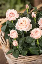 Minirose 'Infinity' - Rosa 'Infinity' Minirose 'Infinity' - Rosa 'Infinity'