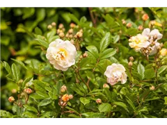 - Rosa 'Ghislaine de Feligonde'  - Rosa 'Ghislaine de Feligonde'