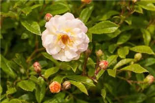 - Rosa 'Ghislaine de Feligonde'  - Rosa 'Ghislaine de Feligonde'