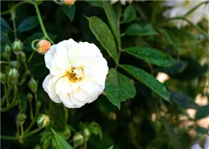 - Rosa 'Ghislaine de Feligonde'  - Rosa 'Ghislaine de Feligonde'