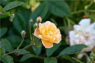 - Rosa 'Ghislaine de Feligonde'  - Rosa 'Ghislaine de Feligonde'