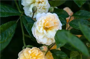 - Rosa 'Ghislaine de Feligonde'  - Rosa 'Ghislaine de Feligonde'