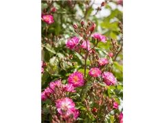 - Rosa 'Kiftsgate'  - Rosa 'Kiftsgate'