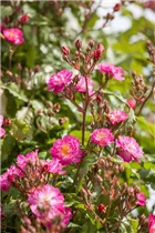 - Rosa 'Kiftsgate'  - Rosa 'Kiftsgate'