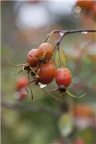  - Rosa glauca