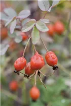  - Rosa glauca