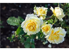 - Rosa 'Gold Coast'  - Rosa 'Gold Coast'