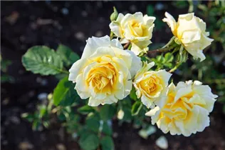 - Rosa 'Gold Coast'  - Rosa 'Gold Coast'