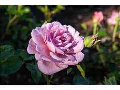 Strauchrose 'Lavender Princess' - Rosa 'Lavender Princess' Strauchrose 'Lavender Princess' - Rosa 'Lavender Princess'