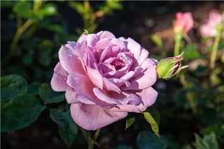Strauchrose 'Lavender Princess' - Rosa 'Lavender Princess' Strauchrose 'Lavender Princess' - Rosa 'Lavender Princess'