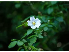 Vielblütige Rose - Rosa multiflora Vielblütige Rose - Rosa multiflora
