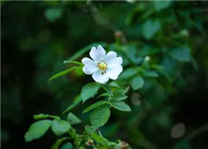Vielblütige Rose - Rosa multiflora Vielblütige Rose - Rosa multiflora