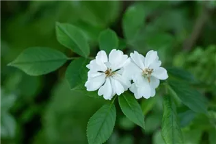 Vielblütige Rose - Rosa multiflora Vielblütige Rose - Rosa multiflora
