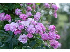Vielblütige Rose 'Dawson' - Rosa multiflora 'Dawson' Vielblütige Rose 'Dawson' - Rosa multiflora 'Dawson'