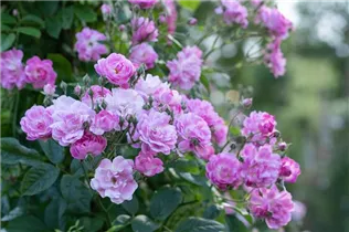Vielblütige Rose 'Dawson' - Rosa multiflora 'Dawson' Vielblütige Rose 'Dawson' - Rosa multiflora 'Dawson'
