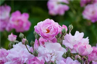 Vielblütige Rose 'Dawson' - Rosa multiflora 'Dawson' Vielblütige Rose 'Dawson' - Rosa multiflora 'Dawson'