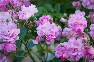 Vielblütige Rose 'Dawson' - Rosa multiflora 'Dawson' Vielblütige Rose 'Dawson' - Rosa multiflora 'Dawson'
