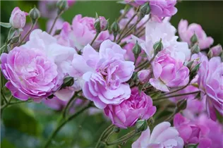 Vielblütige Rose 'Dawson' - Rosa multiflora 'Dawson' Vielblütige Rose 'Dawson' - Rosa multiflora 'Dawson'