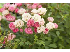 Kleinstrauchrose 'LillyRose™ Wonder5' - Rosa 'LillyRose™ Wonder5' Kleinstrauchrose 'LillyRose™ Wonder5' - Rosa 'LillyRose™ Wonder5'
