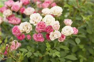 Kleinstrauchrose 'LillyRose™ Wonder5' - Rosa 'LillyRose™ Wonder5' Kleinstrauchrose 'LillyRose™ Wonder5' - Rosa 'LillyRose™ Wonder5'